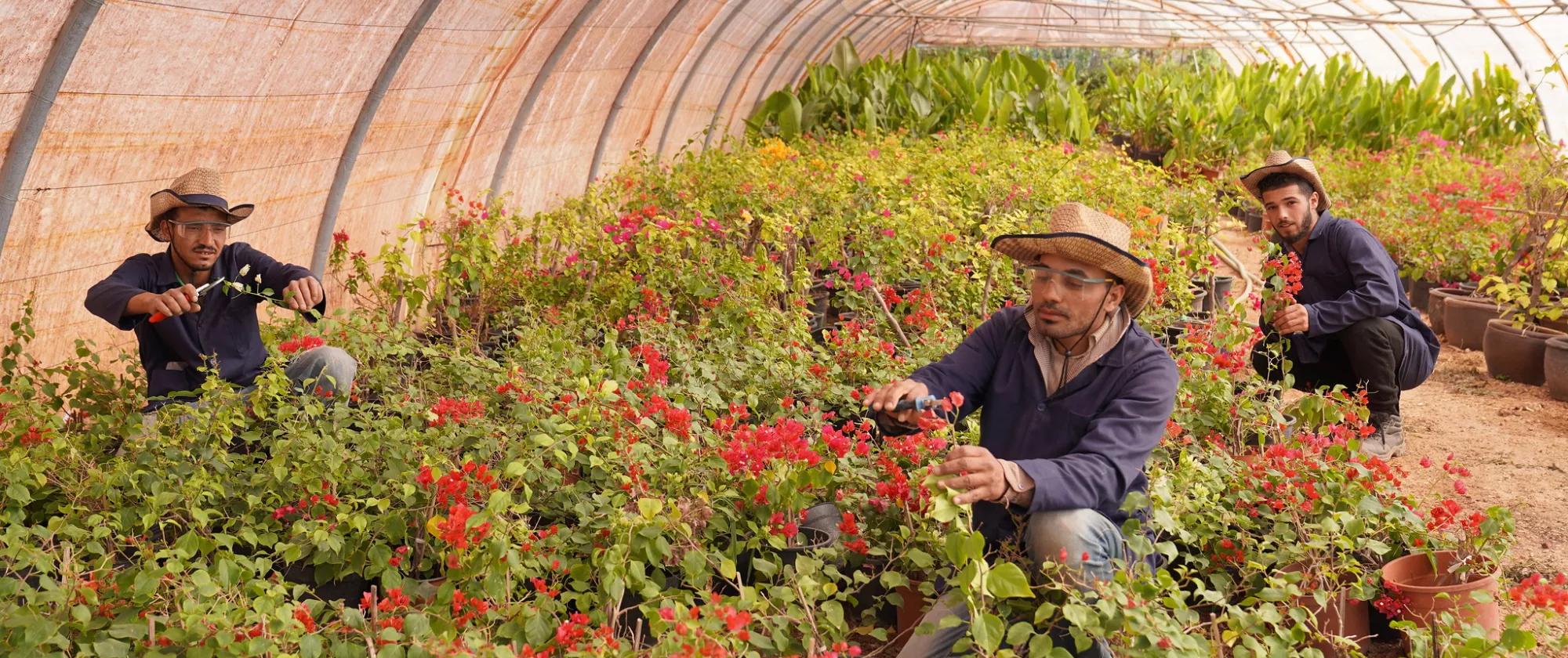 people cutting roses